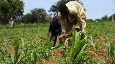 Agriculture is critical for achieving the Sustainable Development Goals