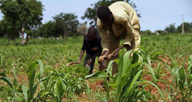 Agriculture is critical for achieving the Sustainable Development Goals