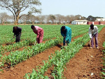 ZAMBIA: 30 dairy cooperatives receive seed, fertiliser