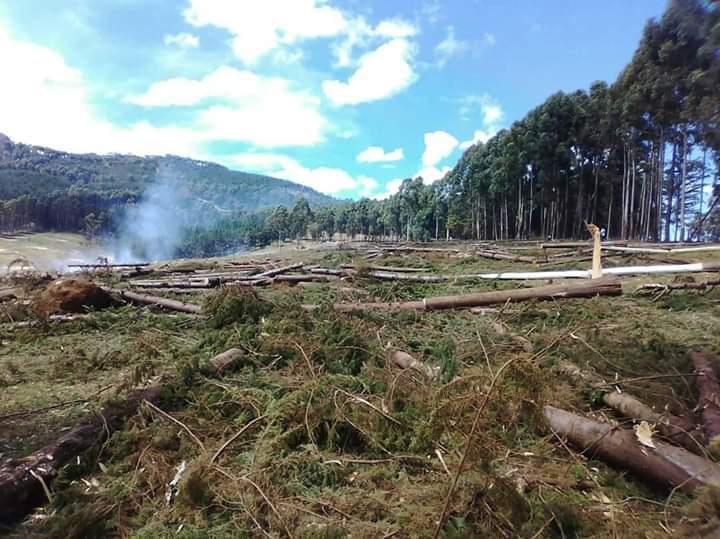 Deforestation at Kapwata forest