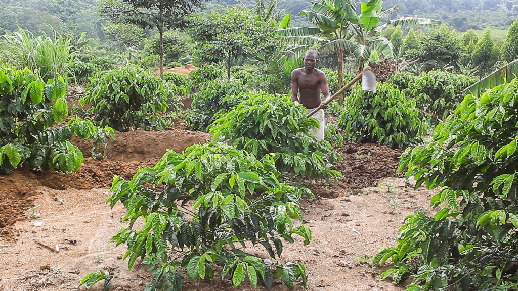 A farmer wedding his coffee shrub