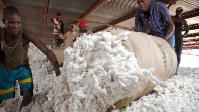 Farmers reject Shs 1000 set price for Cotton