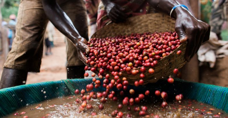 Local Leaders Eye Increased Coffee Production, Join Cooperatives