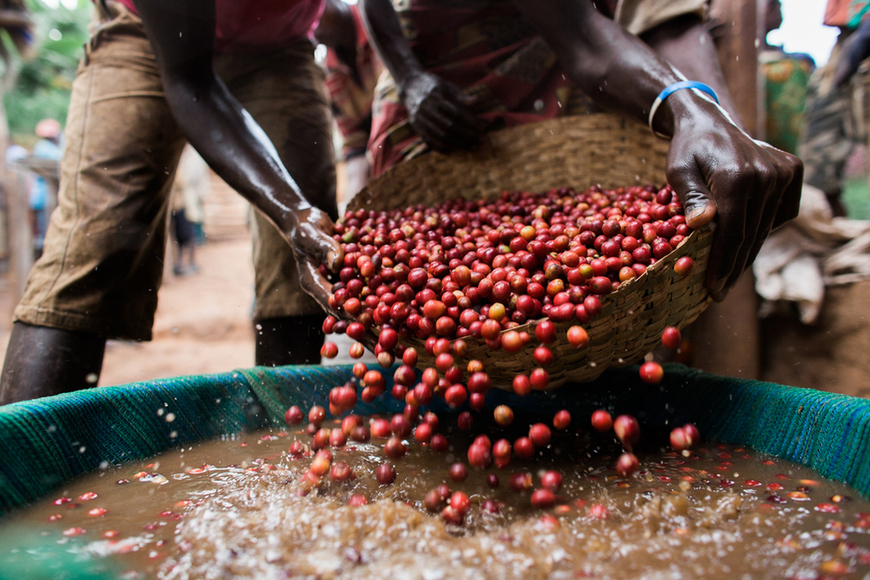 Local Leaders Eye Increased Coffee Production, Join Cooperatives