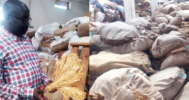 Bales of tobacco ready for export at West Nile Growers stores