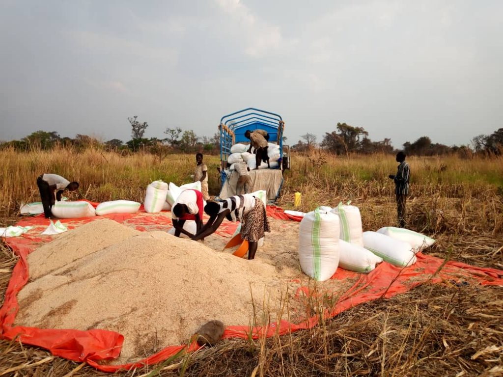 counting loses, Farmers under the West Acholi Coop Union harvest the epuripur sorghum that now has no market 