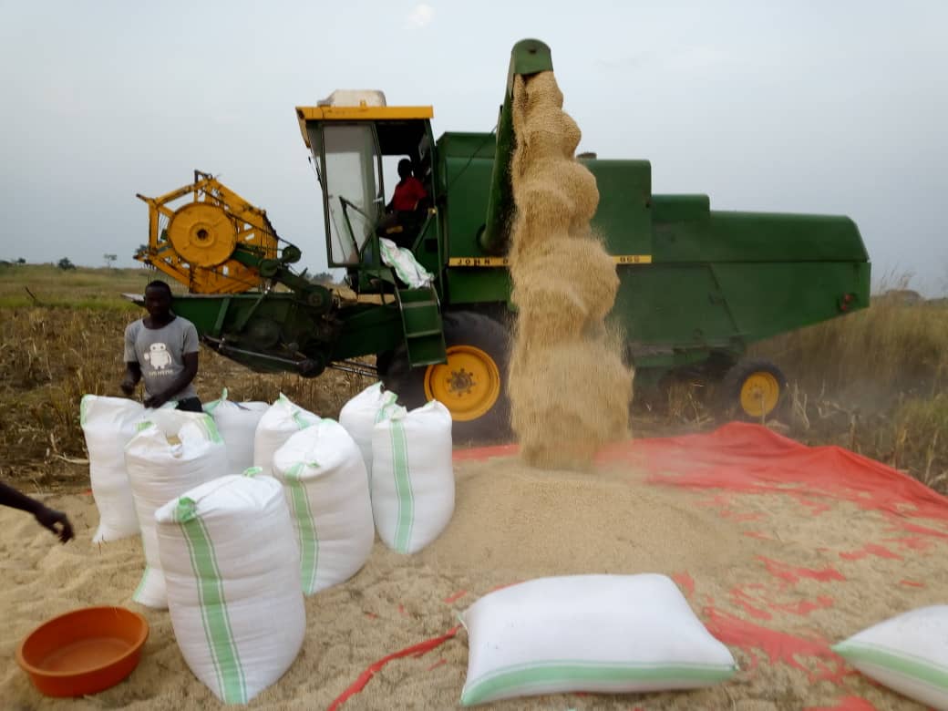 counting loses, Farmers under the West Acholi Coop Union harvest the epuripur sorghum that now has no market