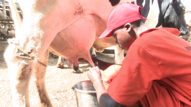 Dairy farmers urged to join cooperatives