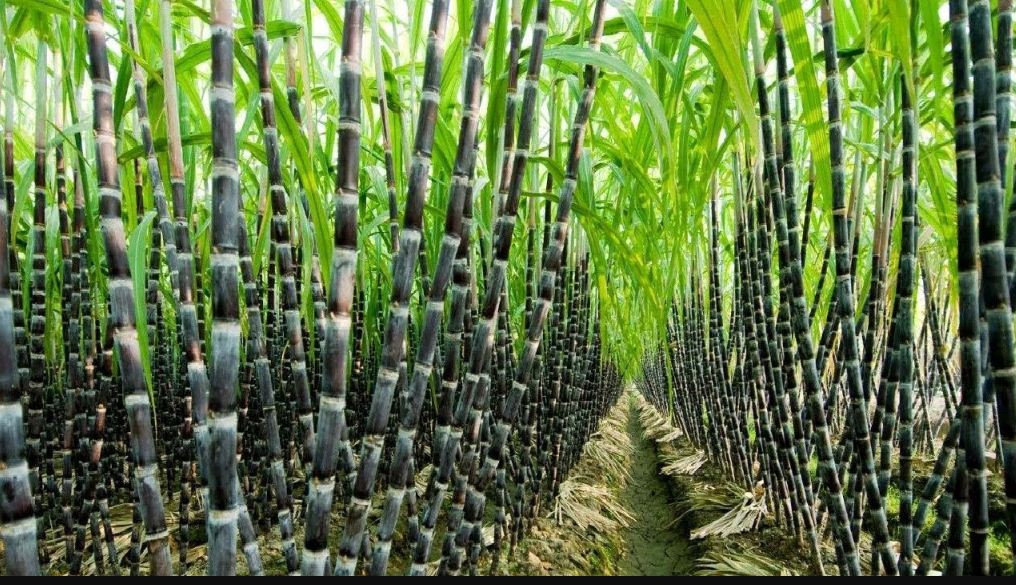sugarcane out growers in Amuru