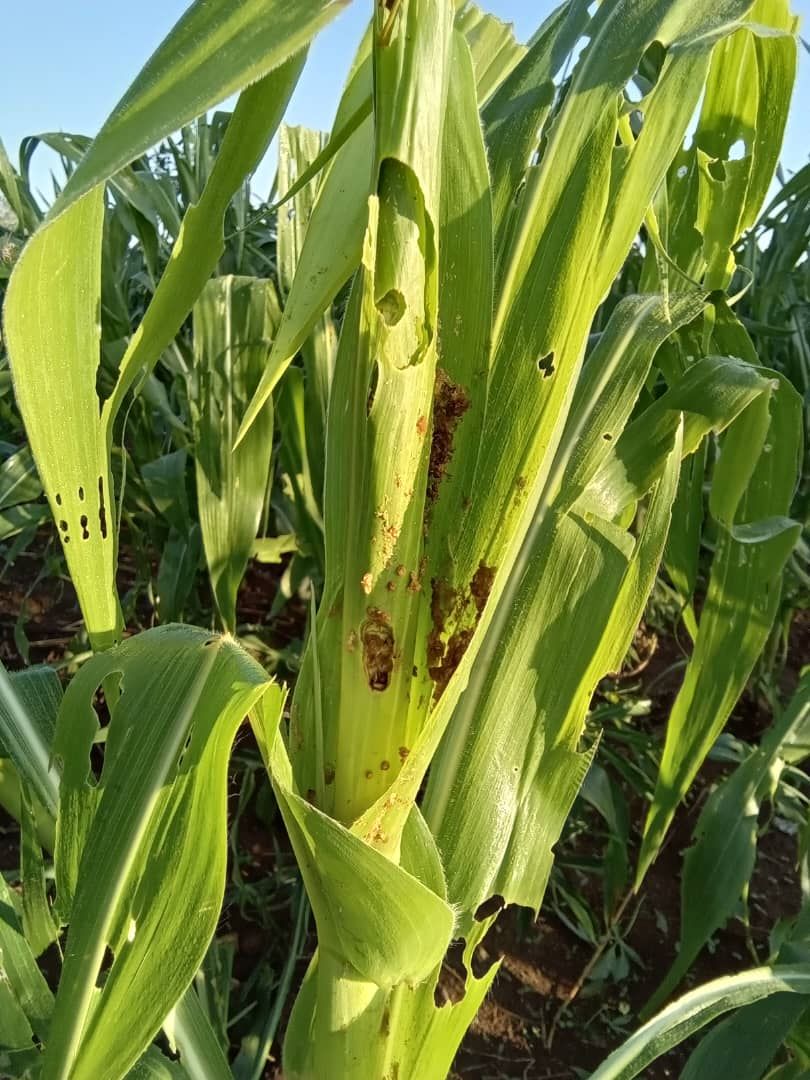 Some of the maize plants affected by the fall army worm in Soroti district. Photo by Suzan Nanjala.
